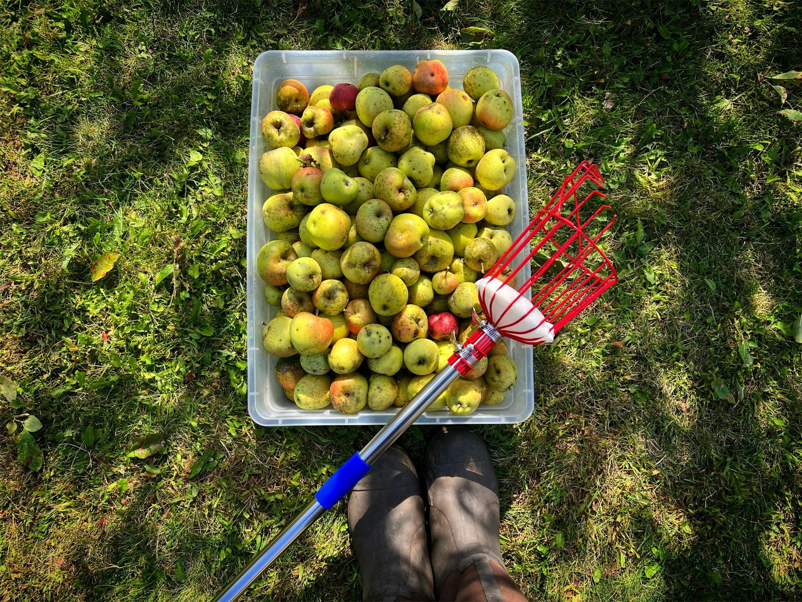 Apples freshly picked in a Wisconsin orchard, showcasing autumn harvest.